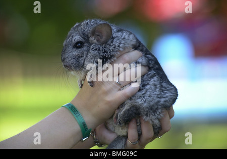 Chinchilla being held by its owner UK Stock Photo