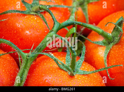 Vine Ripened Tomatoes Stock Photo