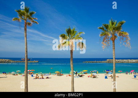View of Amadores Beach in the south of Gran Canaria with three Washingtonia palm trees in the foreground Stock Photo