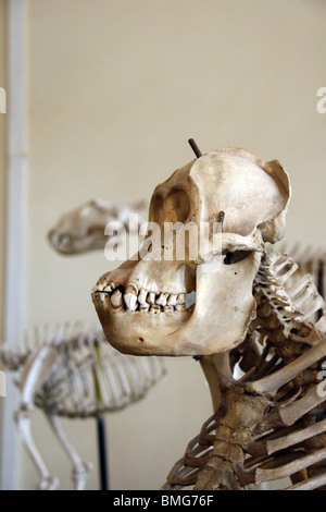 monkey skeleton at natural history museum Stock Photo