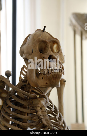 monkey skeleton at natural history museum Stock Photo