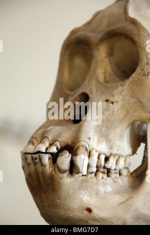monkey skeleton at natural history museum Stock Photo