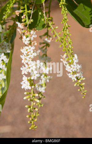 Citharexylum spinosum or fiddlewood flowers Stock Photo