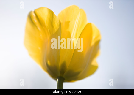 A yellow tulip in full bloom, close up