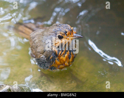 Juvenile European Robin (erithacus rubecula) in Birdbath Stock Photo