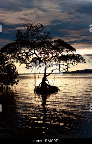 Single tree in the sea. Beautiful sunset on Pacific Ocean. Stock Photo