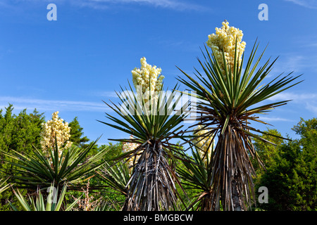 Yucca plants bloom in rural Texas hill country, USA. Stock Photo