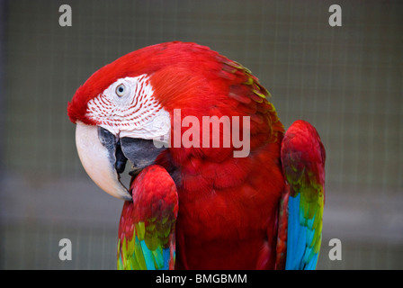 Red parrot in kuala lumpur hi-res stock photography and images - Alamy