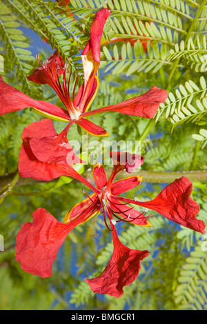 Delonix regia flowers and foliage Stock Photo