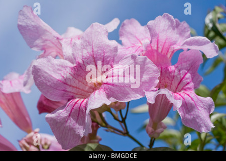 Port St John Creeper or Podranea ricasoliana in flower Stock Photo