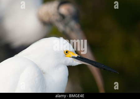 Snowy Egret (Egretta thula), breeding color and plumage, Wood Stork (Mycteria americana) in background. Stock Photo