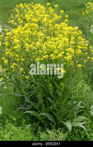 Ball Mustard, Neslia paniculata, Brassicaceae (Cruciferae) Stock Photo