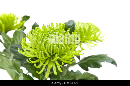 lime green chrysanthemums, isolated on white Stock Photo