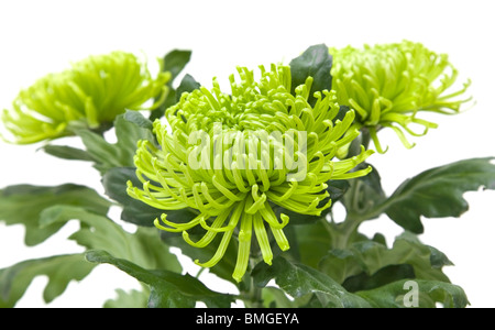 lime green chrysanthemums; isolated on white; Stock Photo