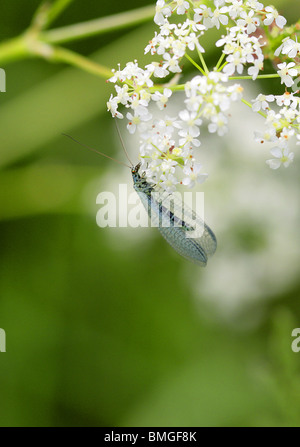Perla Insect Blue Lacewing, Chrysopa perla, Chrysopidae, Neuroptera Stock Photo - Alamy