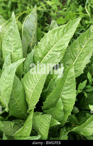 Ball Mustard Leaves, Neslia paniculata, Brassicaceae (Cruciferae) Stock Photo
