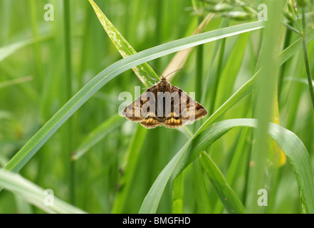 Burnet Companion Moth, Euclidia glyphica (Ectypa glyphica), Noctuidae, Lepidoptera. Stock Photo