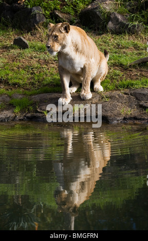 A female lion or lioness drinking from a stream in the Auckland Zoo, Auckland, New Zealand Stock Photo