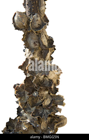 Rock oysters, Saccostrea cucullata, on mangrove, Aegiceras corniculatum, roots Hong Kong Stock Photo