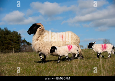 Northumberland type Blackface ewe with twin lambs at foot. Stock Photo