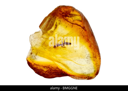 An insect in Baltic amber - a fossilized tree resin. Stock Photo