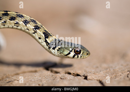 Checkered Garter Snake - Los Novios Ranch - near Cotulla, Texas USA Stock Photo