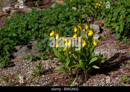 Large Yellow Lady's - Slipper Orchids Cypripedium calceolus variety pubescens in garden setting Eastern USA