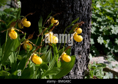 Large Yellow Lady's-Slipper Orchid Cypripedium calceolus variety pubescens Michigan USA Stock Photo