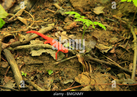 Red Salamander on Apple Orchard Waterfall Trail, Blue Ridge Parkway, Virginia Stock Photo