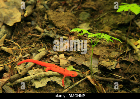 Red Salamander on Apple Orchard Waterfall Trail, Blue Ridge Parkway, Virginia Stock Photo