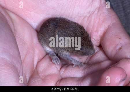 Rescued baby wood mice Apodemus sylvaticus in childs hand. England ...