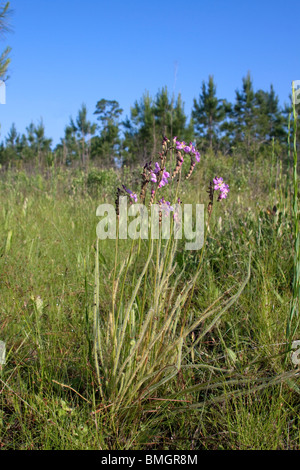 Thread-leaved Sundews Drosera filiformis var tracyi Alabama USA