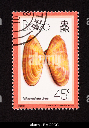 Postage stamp from Belize depicting a seashell (Tellina radiata) Stock Photo