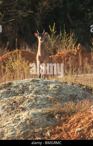 Sika Deer Pricket (Cervus nippon). Stock Photo