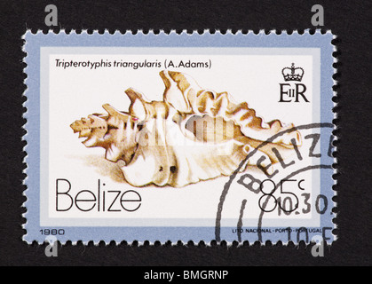 Postage stamp from Belize depicting a seashell (Tripterotyphis triangularis) Stock Photo