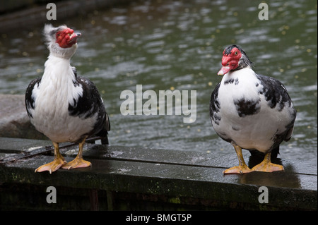 Domestic Duck, Muscovy Duck (Cairina moschata) pair in rain Rochdale Canal Hebden Bridge West Yorkshire England UK Europe Stock Photo