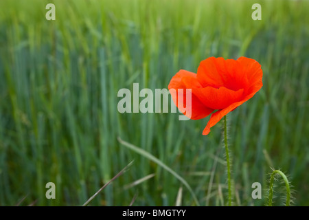 single poppy in a green wheat field at spring Stock Photo