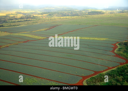 Aerial view of pineapple fields, North Shore, Oahu, Hawaii Stock Photo