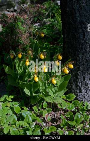 Large Yellow Lady's-Slipper Orchid Cypripedium calceolus variety pubescens Michigan USA Stock Photo