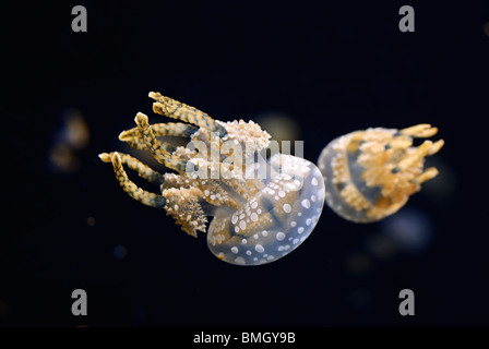 The Spotted Jelly or Lagoon Jelly (Mastigias papua) is a species of jellyfish that lives mainly in the southern Pacific Ocean. Stock Photo