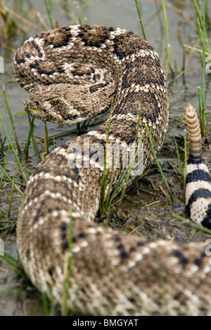 Western Diamondback Rattlesnake - Los Novios Ranch - near Cotulla, Texas USA Stock Photo