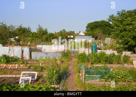 View across allotments in Norwich, Norfolk, UK Stock Photo