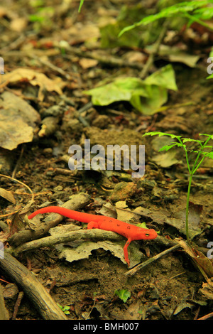 Red Salamander on Apple Orchard Waterfall Trail, Blue Ridge Parkway, Virginia Stock Photo