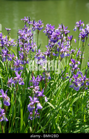 Iris Sibirica Siberian Iris Heavenly Blue Flowers in a Surrey Garden in June Stock Photo