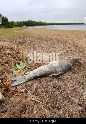 dead fish lying on beach next to a lake Stock Photo