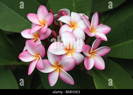 Bunch of pink, yellow, and white plumeria flowers and buds with dew drops and green leaves Stock Photo