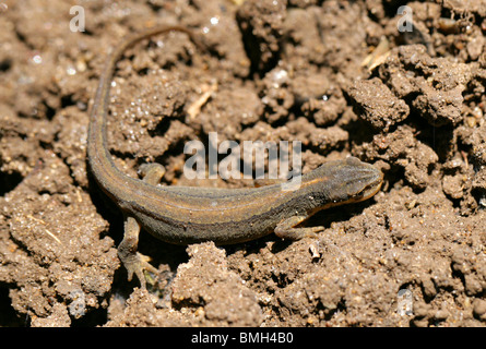 Smooth or Common Newt, Lissotriton vulgaris (formerly Triturus vulgaris vulgaris), Salamandridae. Stock Photo