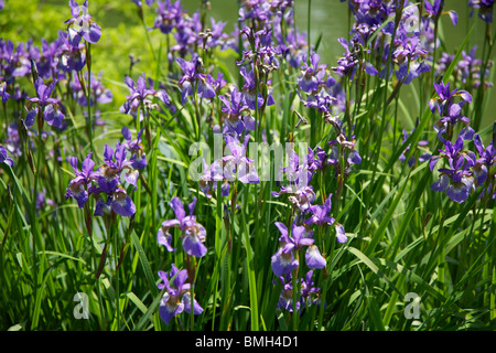 Iris Sibirica Siberian Iris Heavenly Blue Flowers in a Surrey Garden in June Stock Photo