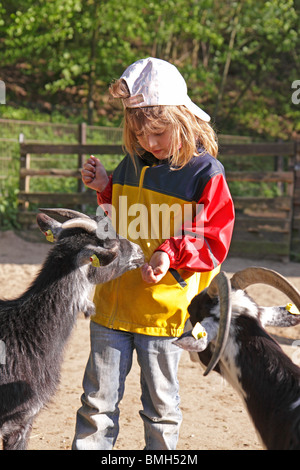 young girl feeding goats at a petting zoo Stock Photo