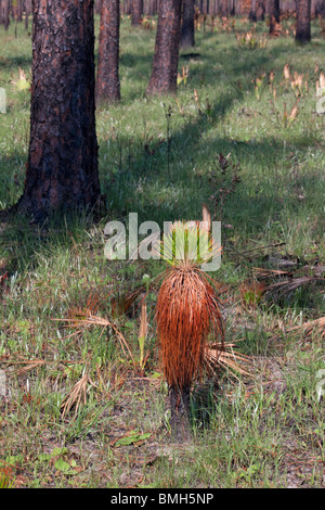 Longleaf Pine Seedling recovering after forest fire Pinus palustris Florida USA Stock Photo
